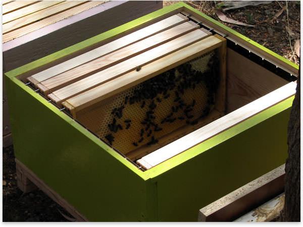 Bee farm Bee farm