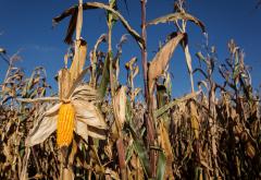 corn-field.jpg