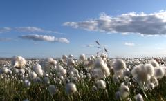 Arctic_Cotton.jpg