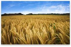 WheatField.jpg