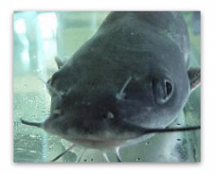 catfish.gif