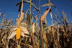 corn-field.jpg