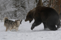 fight.PNG